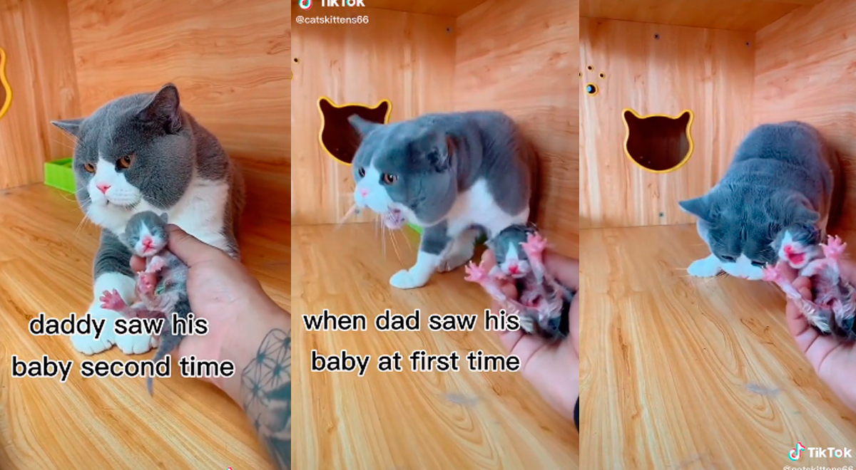 Gato conoce a su bebé recién nacido y tiene curiosa reacción que genera polémica