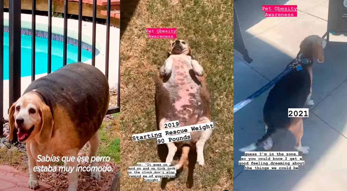 Perrito callejero pesaba más de 40 kilos, fue rescatado y sufre radical cambio