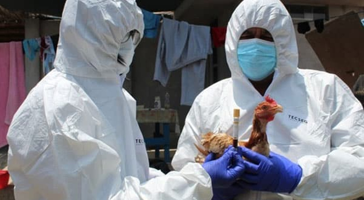 Declararon emergencia sanitaria en todo el país por difusión de gripe aviar
