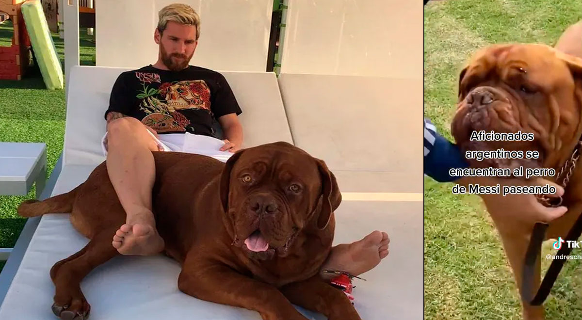 Hinchas argentinos se topan con el perro de Lionel Messi y tratan al animal como un 'ídolo'