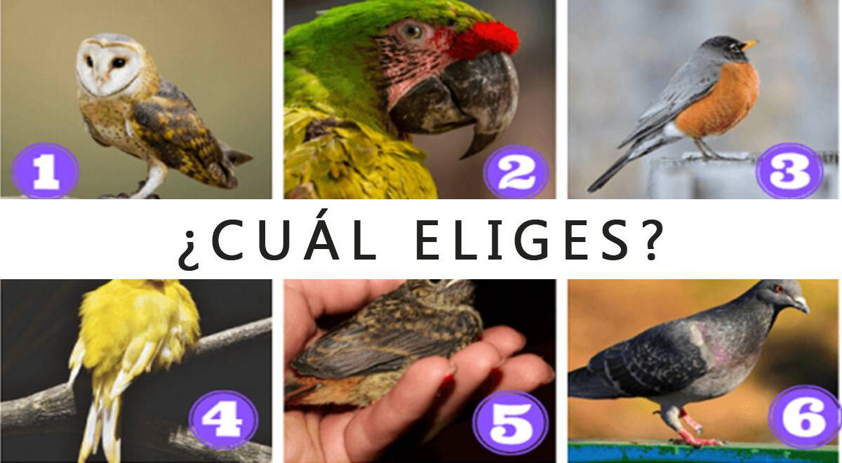 ¿Qué crees que hace falta para completar tu felicidad? Elige una de las aves y descúbrelo