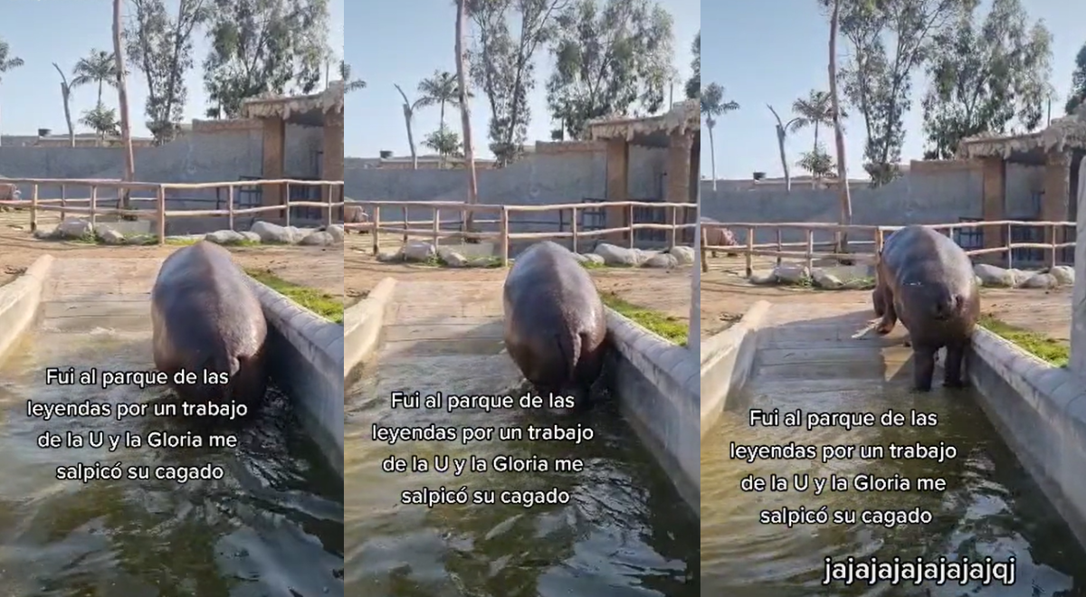 Va al Parque de las Leyendas e hipopótamo la sorprende con un 'regalito' y se vuelve viral