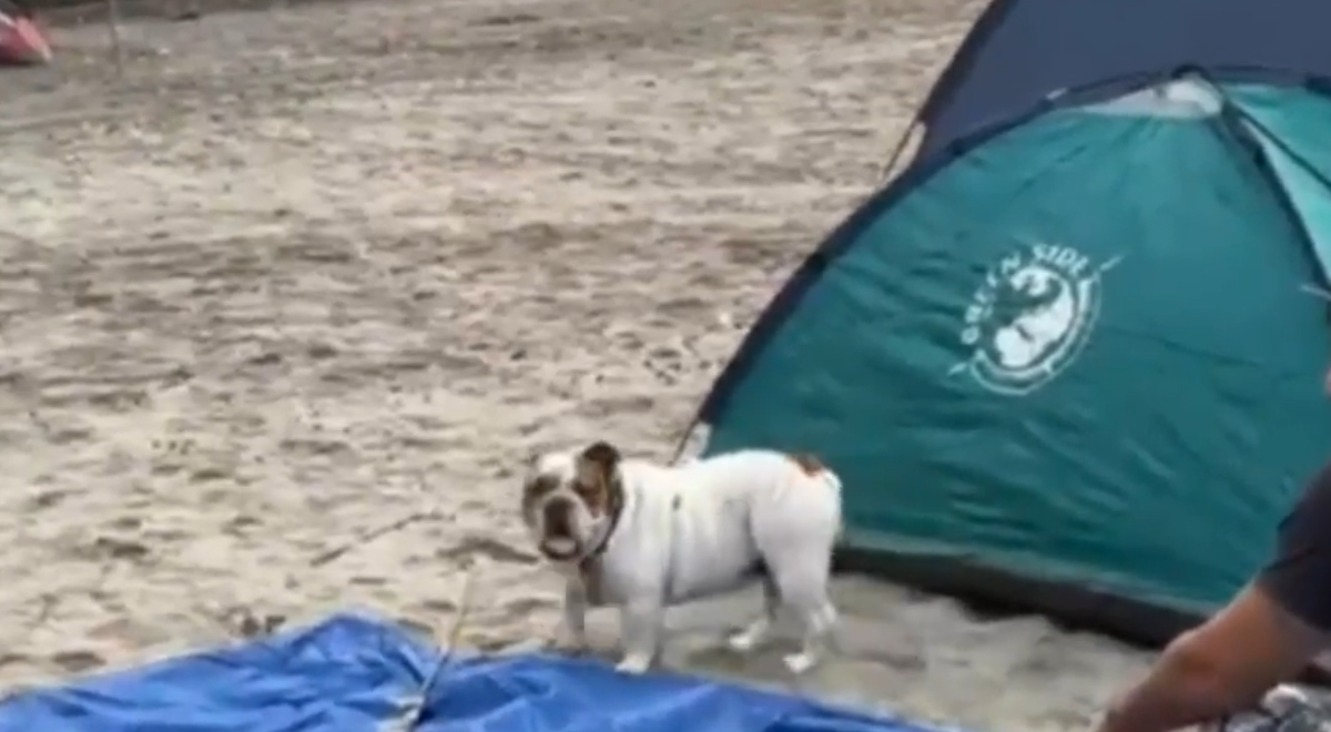 Perrito va a 'acampar' a playa León Dormido para recibir el Año Nuevo 