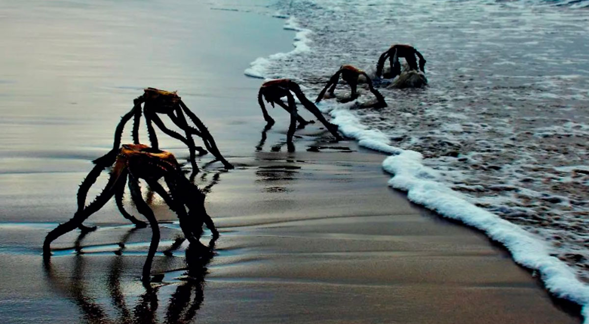 'Extrañas criaturas' salen del mar y ponen en pánico a personas ¿De qué trata?