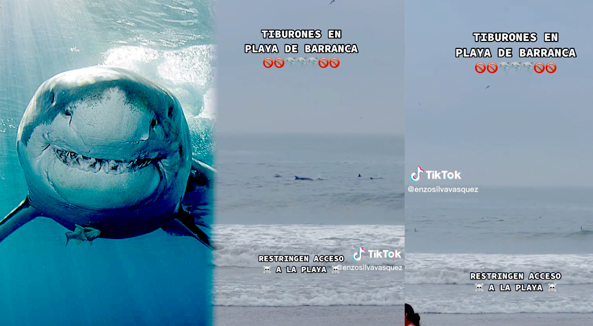 ¿Tiburones en playas del Perú?: Bañistas se asustan con impactante video de TikTok