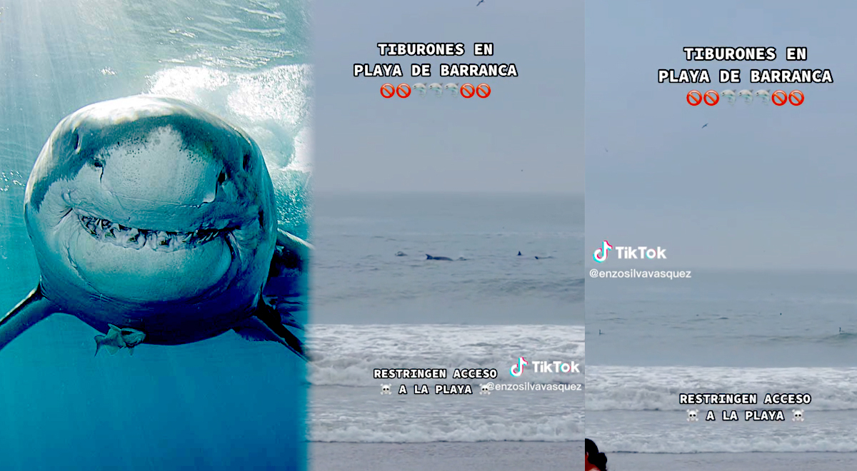 Sharks on Peruvian beaches? Bathgoers get scared by shocking TikTok video.