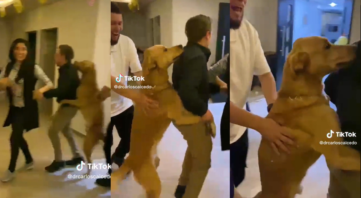 TikTok: Perrito despidió el año 'haciendo trencito' al ritmo de 'El baile del perrito'