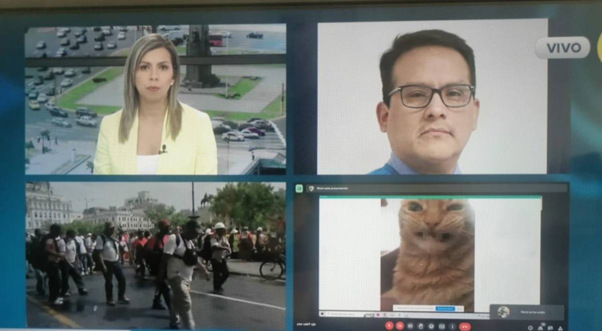 Meme de gato aparece en transmisión en vivo y causa furor en redes sociales
