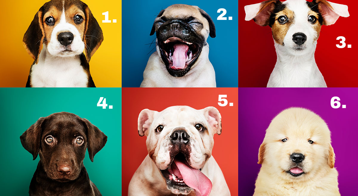 ¿Con qué perro te identificas? Elige bien, este test revelará qué tan hiperactivo eres
