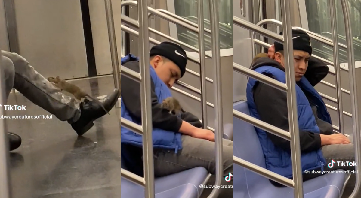Joven se queda dormido en el metro y una enorme rata se sube a su cuello 