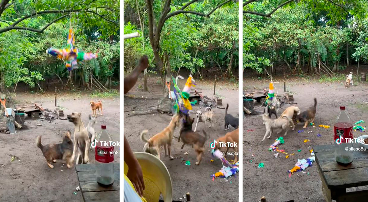 Le celebra cumpleaños a su perro, invita a sus 'amigos' y terminan destrozando la piñata