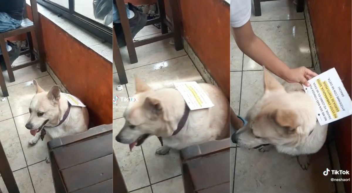 TikTok: perrito pide que le ayuden a hacer dieta con divertido cartel en su cuello
