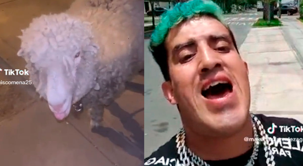 Le pide a oveja que bote su 