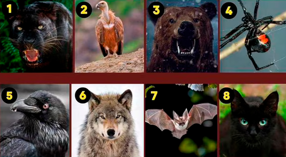 ¿Qué animal te gusta? Escoge uno y descubre el rasgo más oscuro de tu personalidad