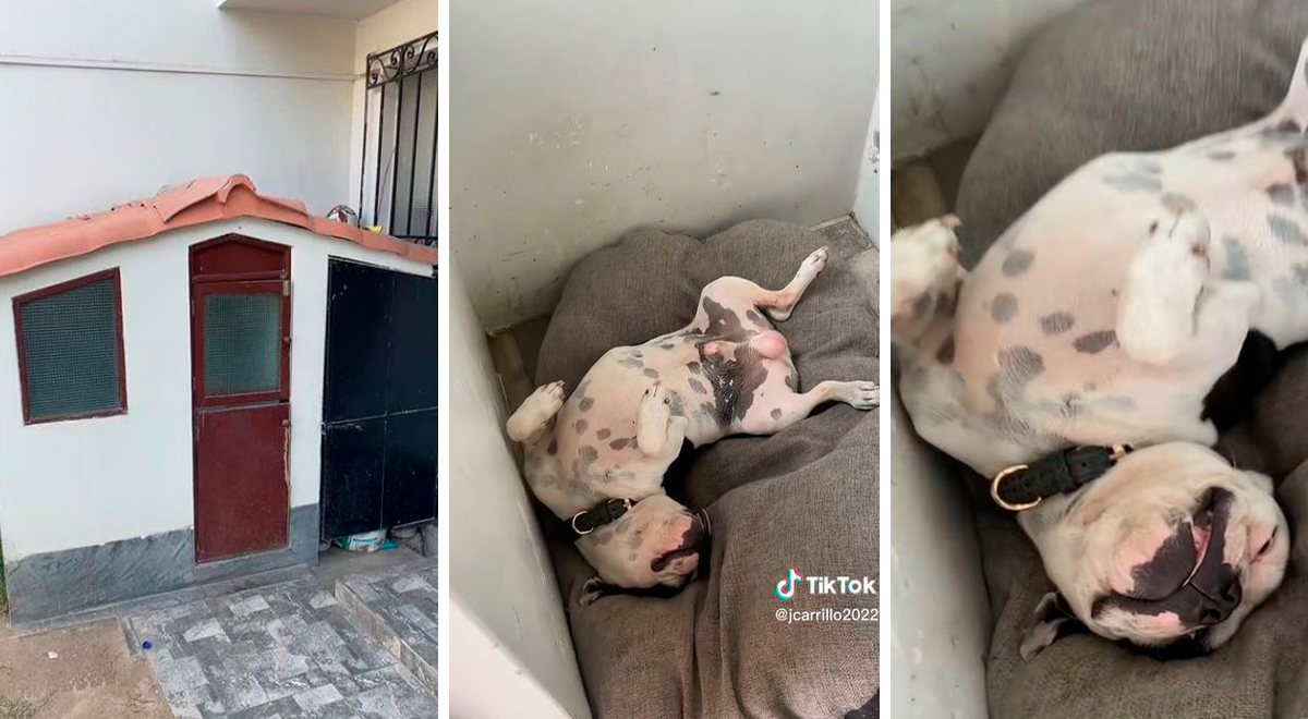 Perrito 'contratado' como 'guardián' es encontrado durmiendo en su mansión