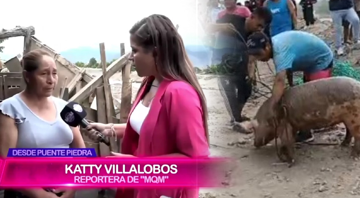 Dueña del chancho rescatado del río Chillón reveló qué pasó con el animal: 