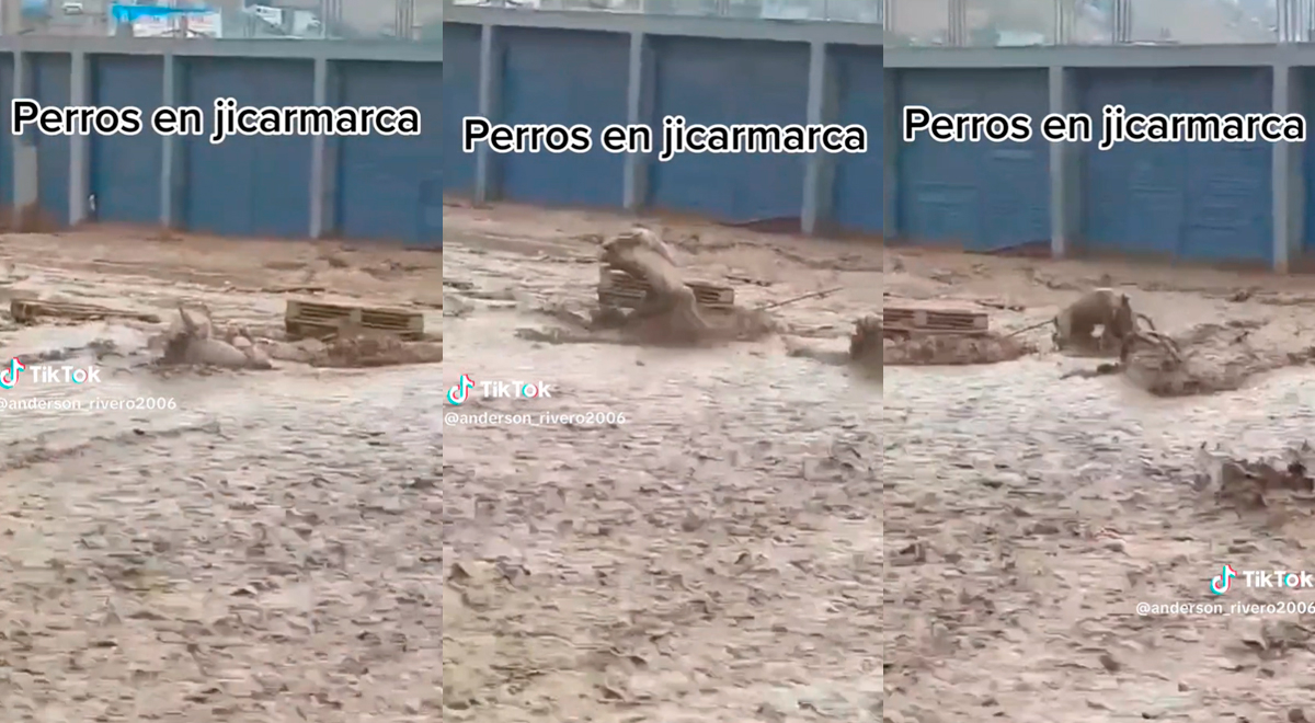 Perros pelean al mismo estilo de lucha en lodo en pleno huaico en Jicamarca: 