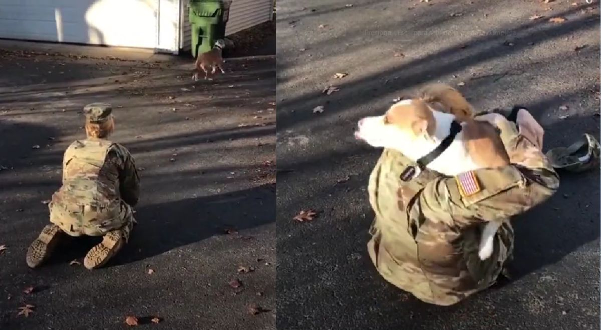 ¡Momento tierno! Un soldado y su mascota tienen emotivo reencuentro después de largo tiempo