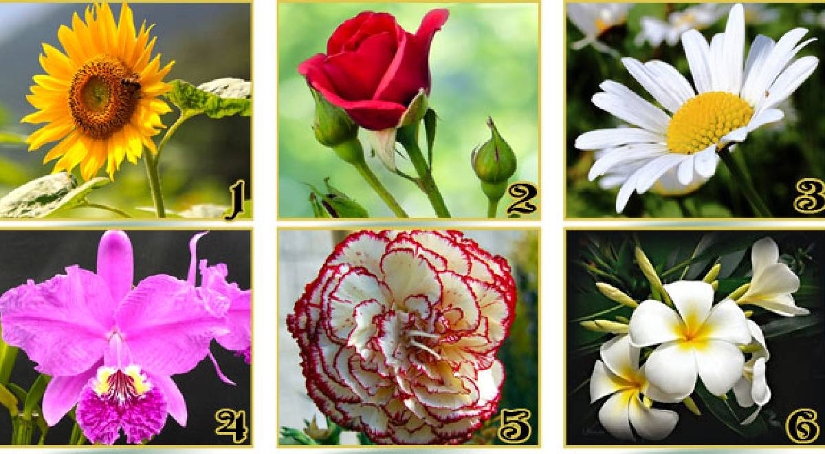 Elige una de las flores y sorpréndete al descubrir qué cualidad te representa