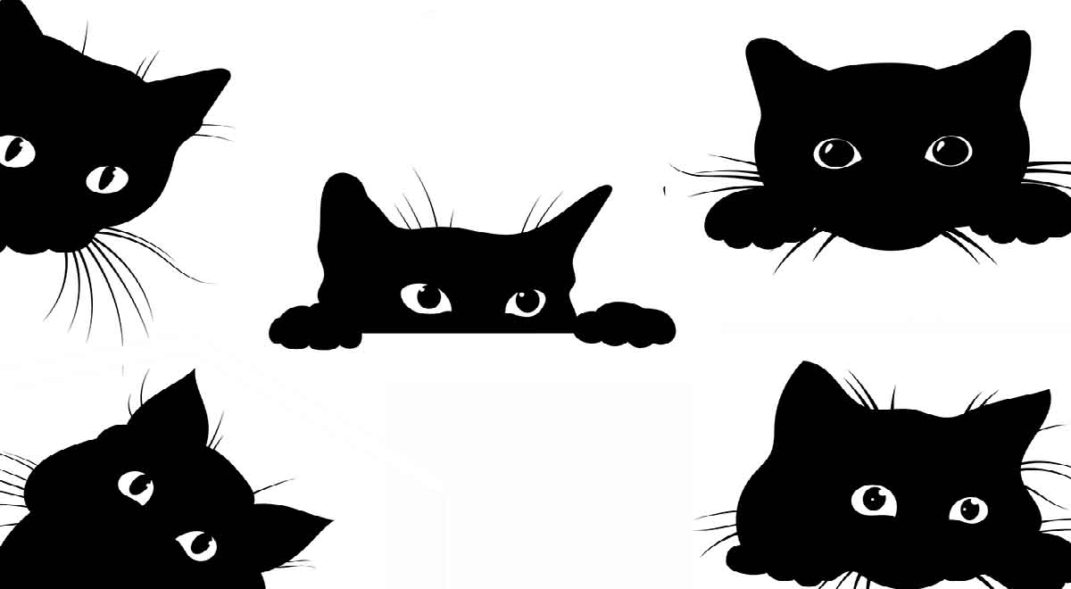 Elige uno de los gatos negros y descubre tu forma de relacionarte con los demás