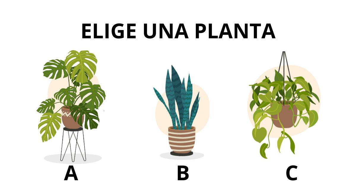 ¿Amante de las plantas? Elige una de este test y descubre en qué etapa de tu vida estás