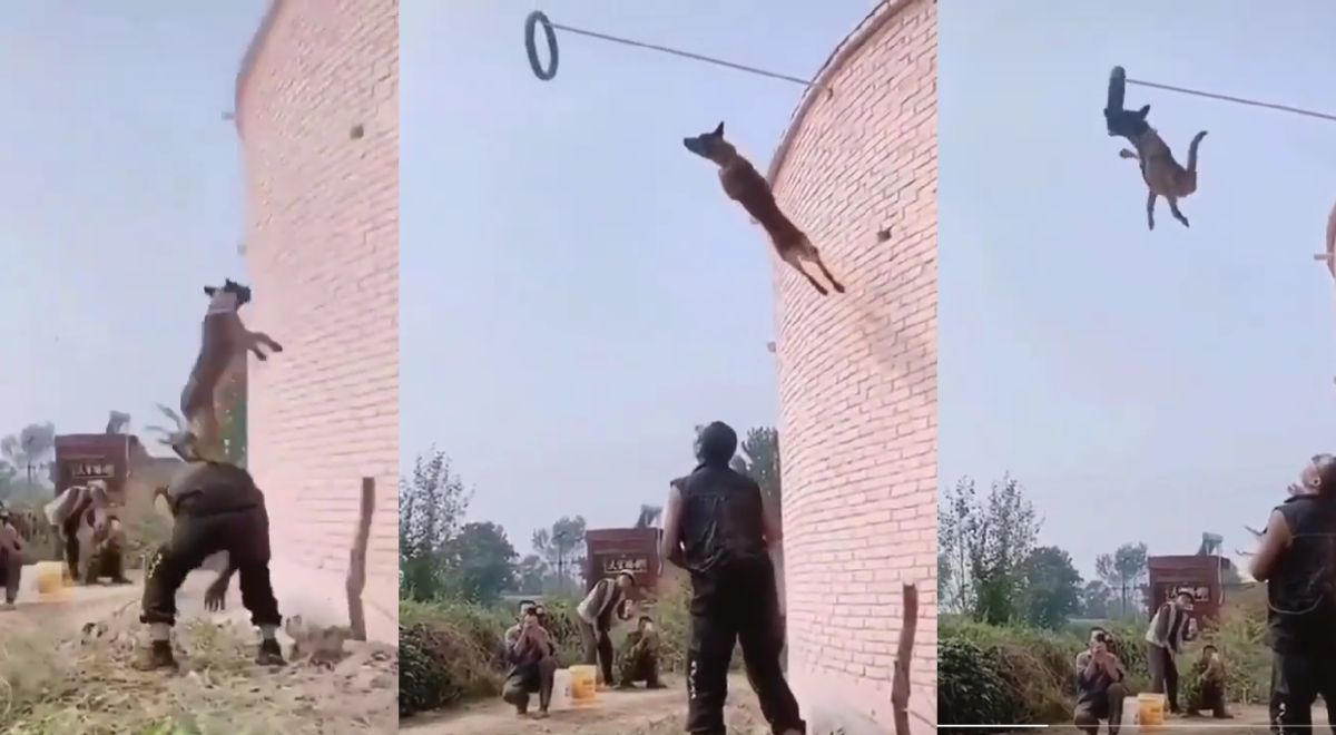 El increíble salto que realiza un perro para morder un objeto a elevada altura