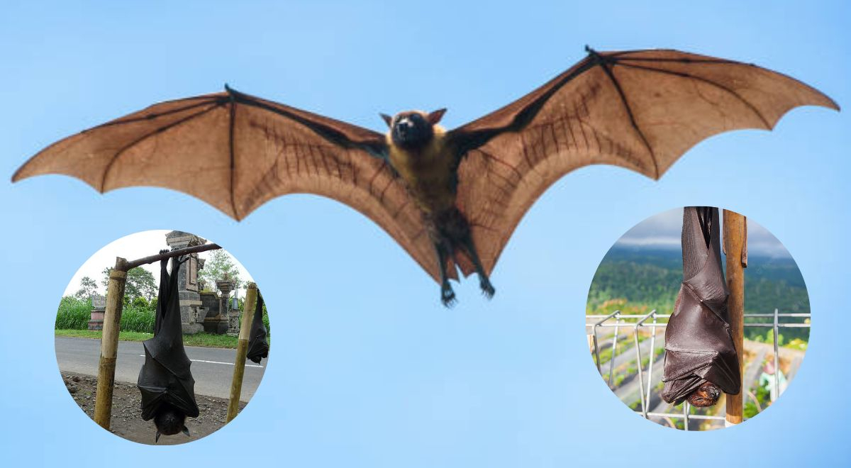 Zorro volador filipino: ¿Hasta cuánto puede medir el murciélago más grande del mundo?