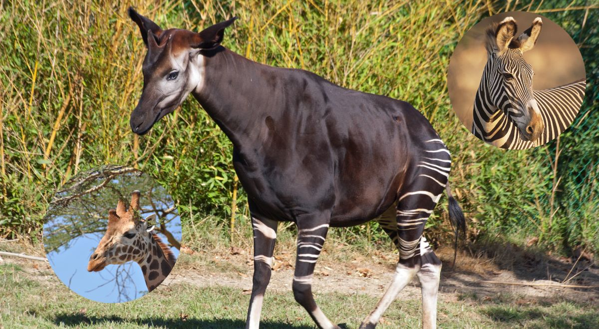 ¿Un animal mitad cebra, mitad jirafa? Conoce donde vive el Okapi, esta extraña especie