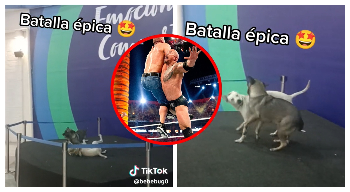 Perritos protagonizan 'fuerte' pelea en un ring, al mismo estilo de la WWE: “¡Por poquiiiito!”