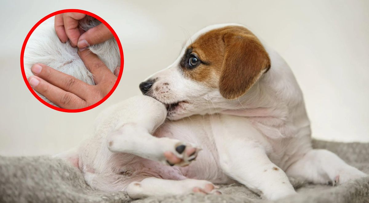 ¿Aplastas las pulgas de tu mascota? Descubre porqué NUNCA lo debes hacer