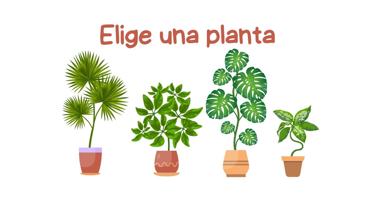 ¿Cuál de los cuatro tipos de temperamentos es el tuyo? Elige una planta y descúbrelo