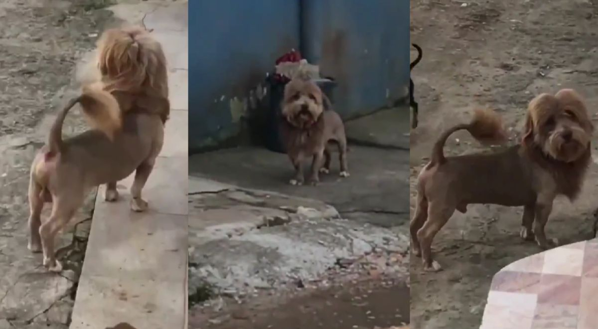 Perrito causa sensación en redes por su apariencia de león: 