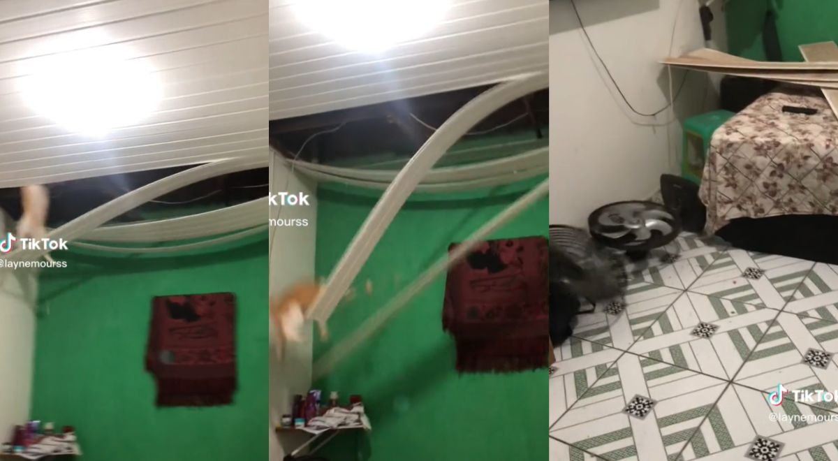Gato rompe calamina y ventilador en su intento de entrar a su hogar: 