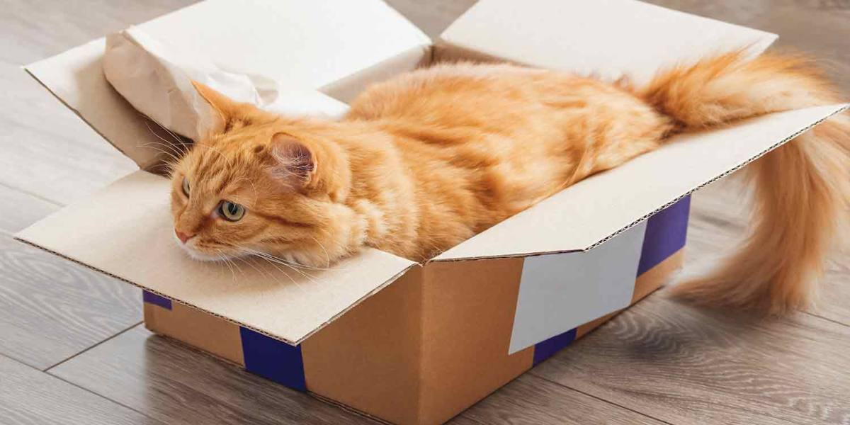 5 razones por las que los gatos aman las cajas