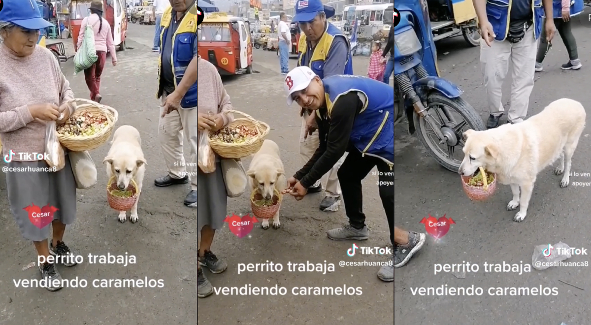 Perrita con discapacidad vende caramelos junto a su dueña: 
