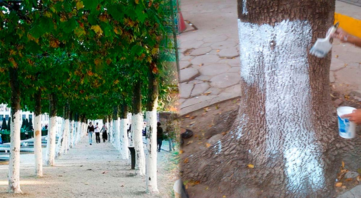 ¿Por qué pintan los troncos de los árboles de blanco? La respuesta te sorprenderá