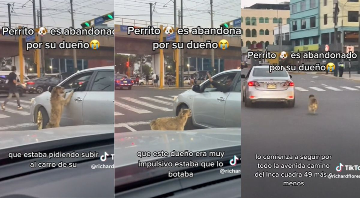 TikTok: Perro es abandonado por su dueño en calle de Lima y causa indignación