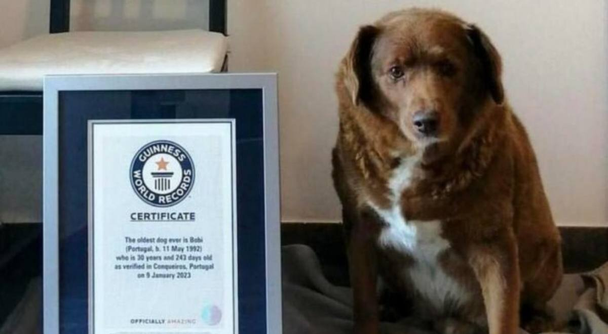 El perro más longevo del mundo cumplió 31 años y rompe récord Guinness