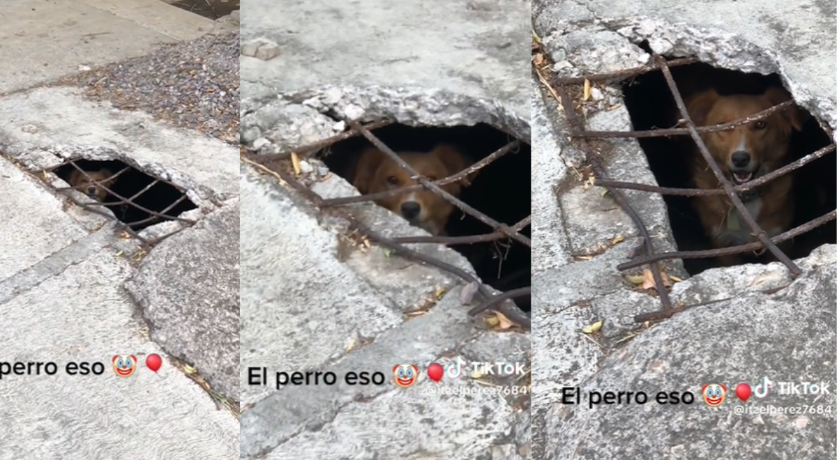 ¡A lo Pennywise! Perro con mirada aterradora dentro de una alcantarilla se vuelve viral