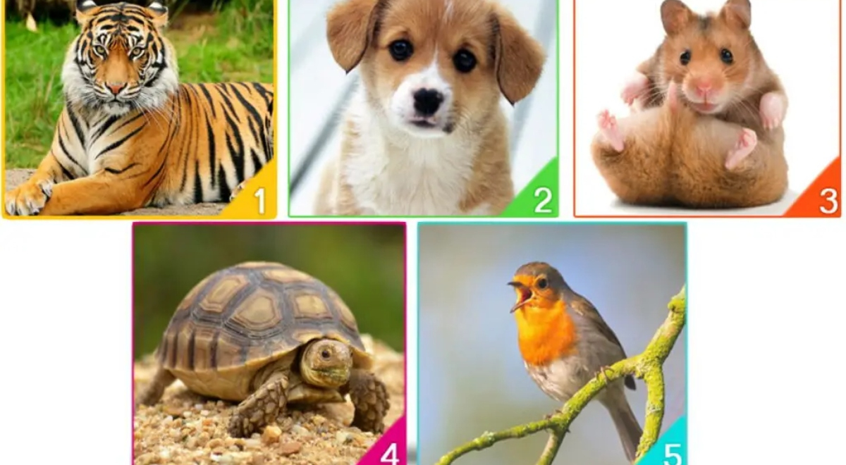 ¿Qué animal adoptarías? Tu elección revelará tu estado emocional en la actualidad