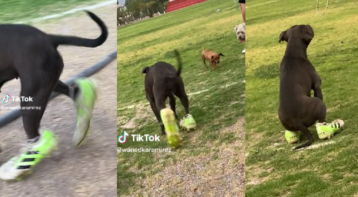 Perrito utiliza zapatillas para jugar fútbol y causa ternura: 