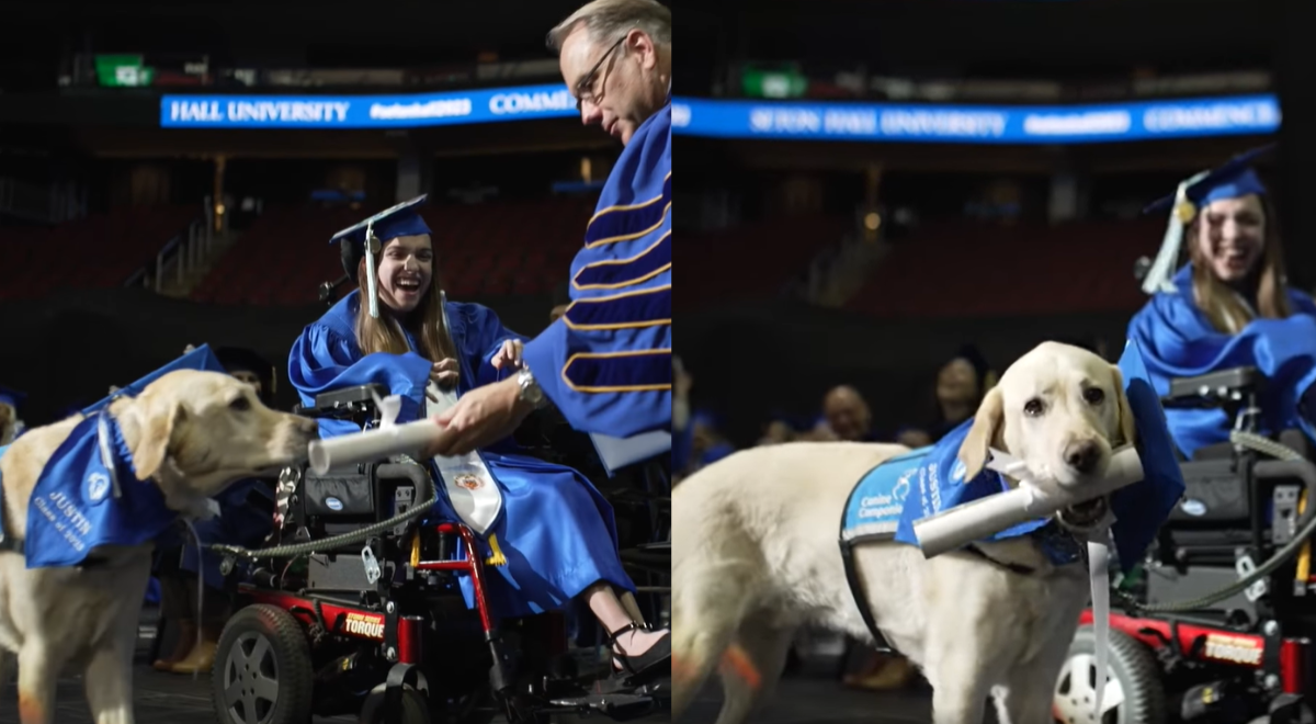 Un perro se graduó junto a su dueña y recibe diploma por asistir a clases con ella