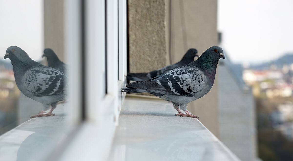 ¿Cómo ahuyentar a las palomas del hogar? Conoce los mejores trucos caseros