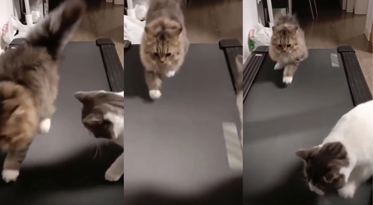 Al ritmo de Maniac: gatito fitness motiva a su compañero a usar una caminadora y es viral