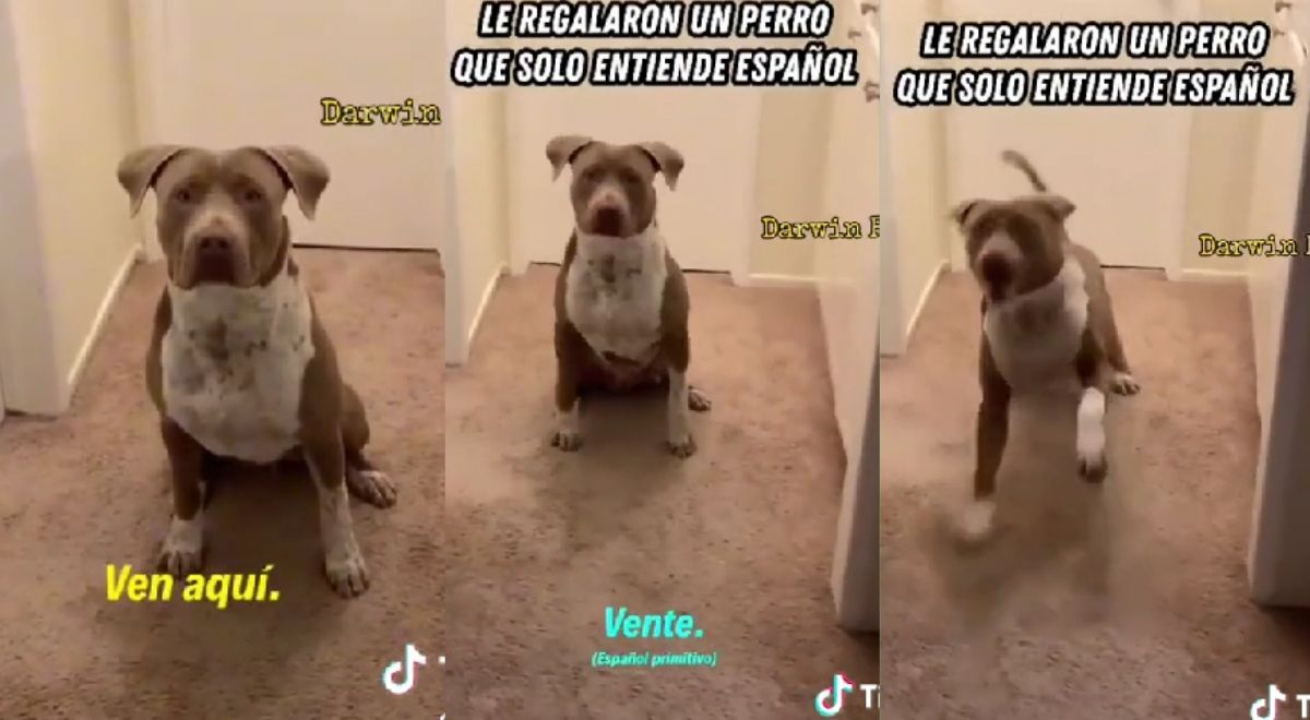 Le regalan un perro que solo obedece en español, pero dueño habla inglés: 