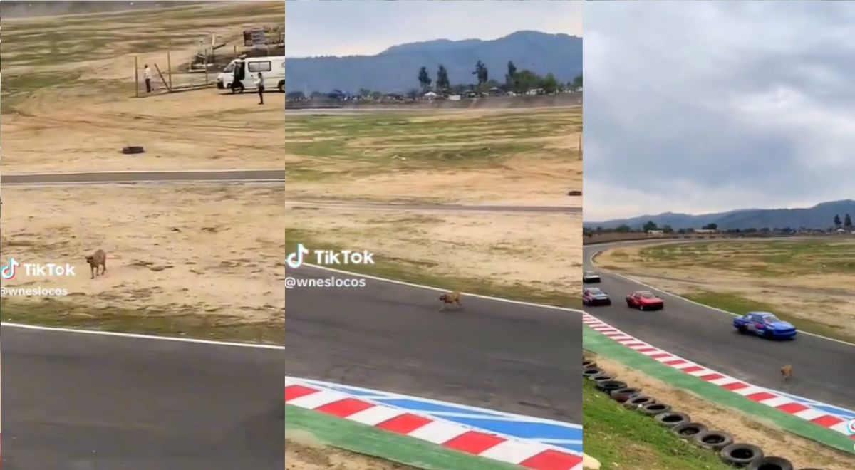 Perro no le teme a nada y cruza pista en plena carrera: 