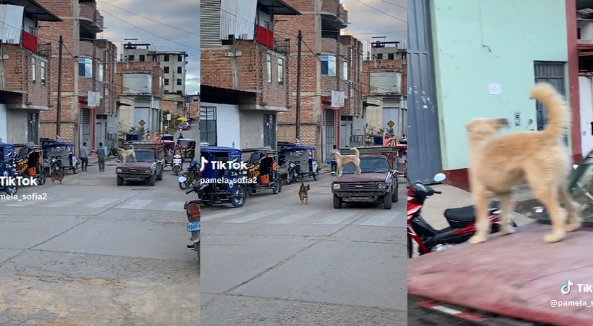 Perrito travieso es captado encima de auto y usuarios reaccionan: 