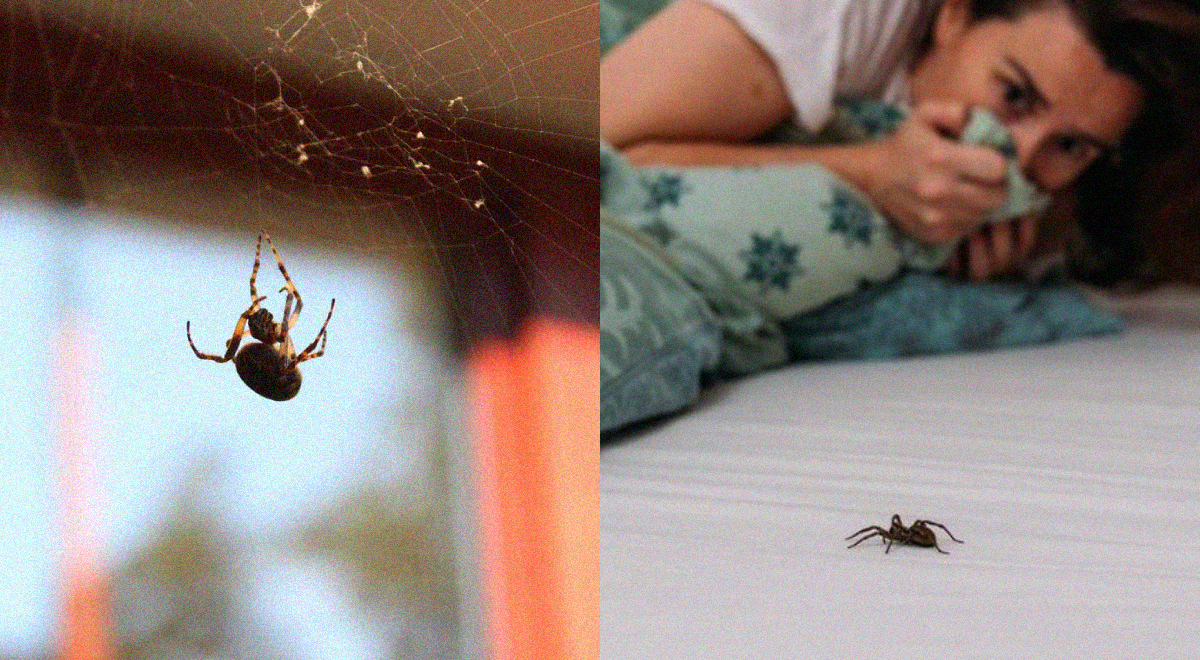 ¿Te aterran las arañas? Descubre el increíble truco para ahuyentarlas para siempre