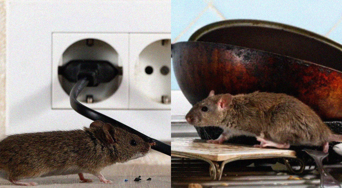 ¿Las ratas se metieron a tu casa? Conoce el truco definitivo para librarte de ellas