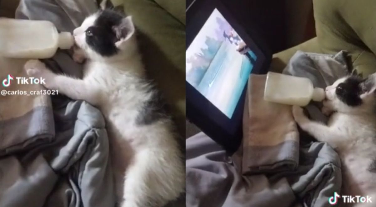 Gatito es sorprendido viendo Tom y Jerry y causa ternura en TikTok: 